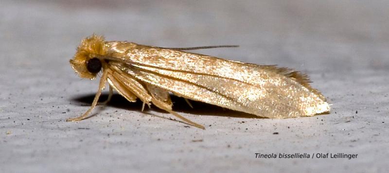 Elimina la polilla de madera: consejos y remedios caseros efectivos