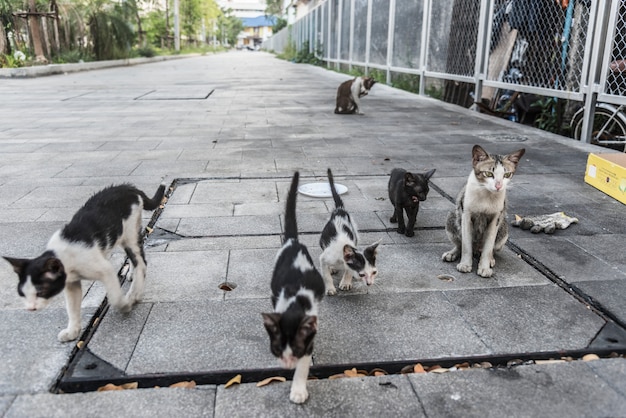 Guía de adopción y refugios de gatos en Guadalajara